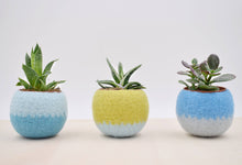 Succulent planter/Felt plant vase/felted bowl/Succulent pod/windowsill planter/ gift for her/7th anniversary gift