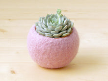 Felt succulent planter/felted bowl/Mini flower vase vase/sakura pink for spring/Easter decor