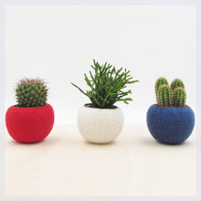 Succulent planter collection in Red White, and Blue