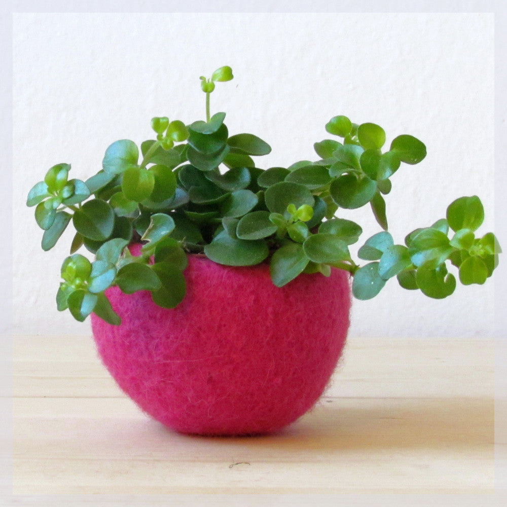 felt succulent planter Felt succulent planter/felted terrarium/felt bowl/Succulent pod/cherry – The Yarn Kitchen