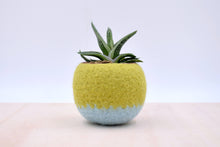 Succulent planter/Felt plant vase/felted bowl/Succulent pod/windowsill planter/ gift for her/7th anniversary gift