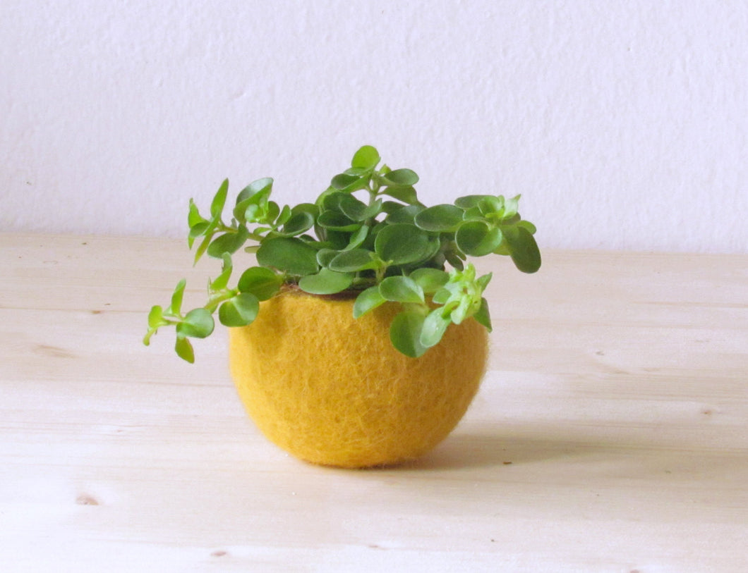 yellow succulent planter Succulent planter/felted pod/Air plant pot/mustard yellow desk organiz – The Yarn Kitchen