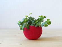 Red air plant pod/felt planter/micro succulent vase/Christmas red air plant display/winter decor