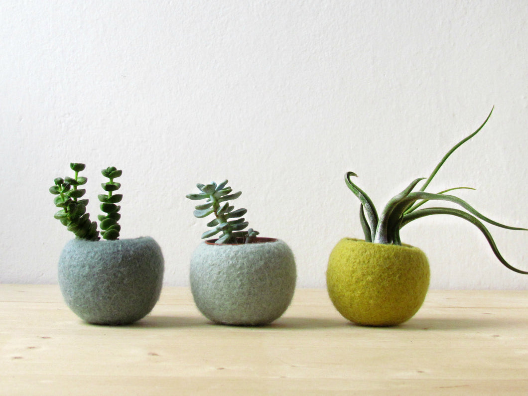 felt plant pots Felt succulent planter/hygge decor/felted pod/Succulent terrarium/Gree – The Yarn Kitchen