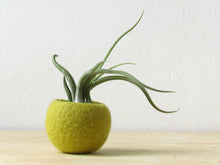 Felt succulent terrarium/felted planter felt bowl/Succulent pod/olive green/minimalit design
