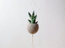 Hanging planter/Macrame plant hanger/Beige Felt planter/air plant vase/ modern home decor/CHOOSE YOUR COLOR