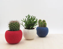 Succulent planter collection in Red White, and Blue