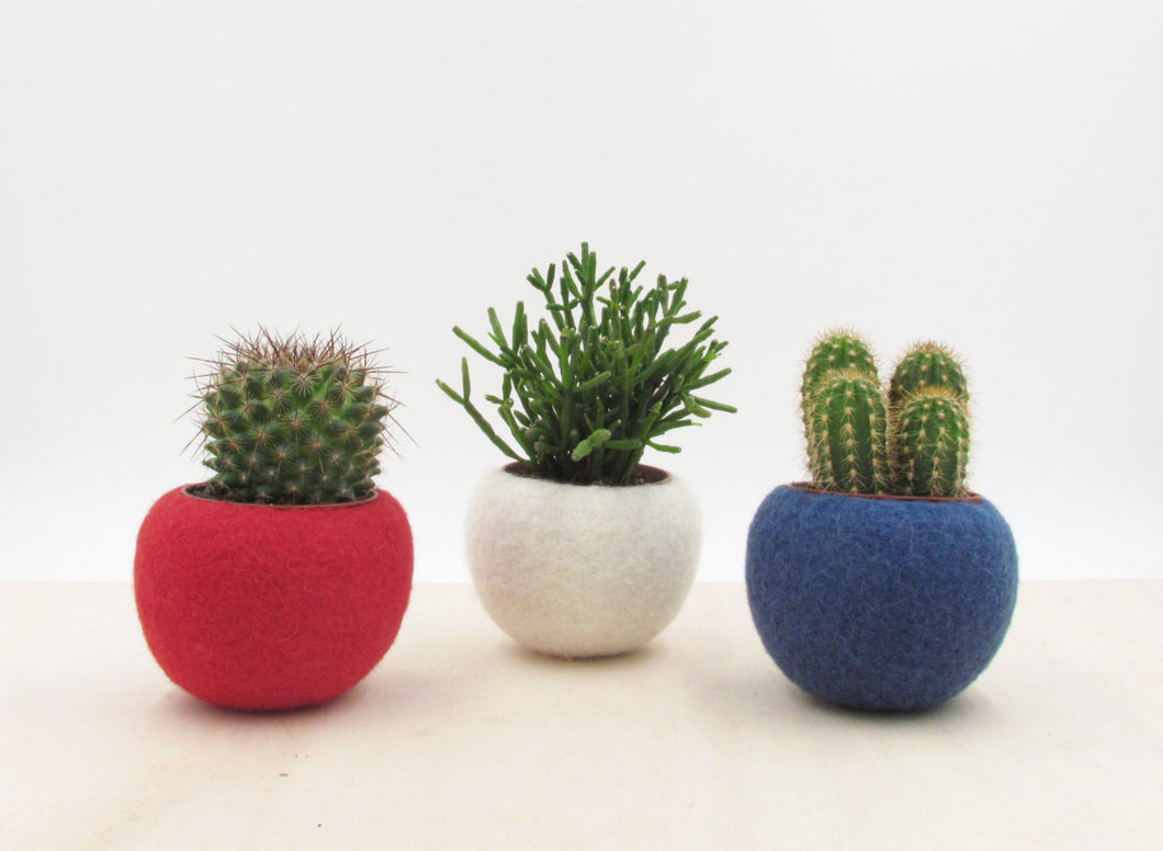 blue red succulents Succulent planter collection in Red White, and Blue – The Yarn Kitchen