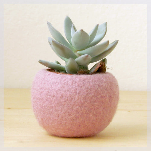 Felt succulent planter/felted bowl/Mini flower vase vase/sakura pink for spring/Easter decor