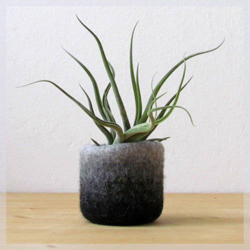 Ombre grey succulent vase