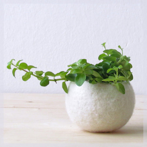 Felt succulent planter/Air plant holder/felted bowl/Mini flower vase/wedding gift/place holder/gift for her